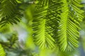 Metasequoia spring and summer green leaves 2 Royalty Free Stock Photo