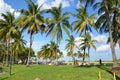 The green and the miami beach palms Royalty Free Stock Photo