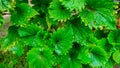 Green Miana leaves in the school garden