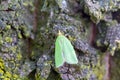 Green micro butterfly oak leaf roller on oak bark Royalty Free Stock Photo