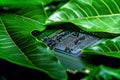 Green micro chip on circuit board and green leaves. Ecological concept.