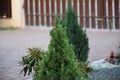 Green micro Christmas tree in the garden