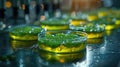 Green Microalgae Clusters Under Scientific Examination in Lab. Royalty Free Stock Photo