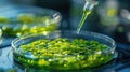 Green Microalgae Clusters Under Scientific Examination in Lab. Royalty Free Stock Photo