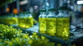 Green Microalgae Cultures in Laboratory Bottles for Examination. Royalty Free Stock Photo