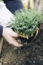 green microgreen sprout in senior man hands Royalty Free Stock Photo