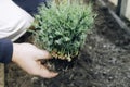 green microgreen sprout in senior man hands Royalty Free Stock Photo