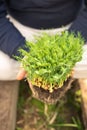 green microgreen sprout in senior man hands Royalty Free Stock Photo