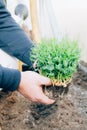 green microgreen sprout in senior man hands Royalty Free Stock Photo
