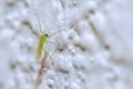 Green Midge Mosquito Royalty Free Stock Photo