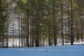 Mighty pine in the Ural forest