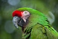 Green military macaw Ara militaris