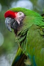 Green military macaw Ara militaris