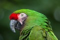 Green military macaw Ara militaris Royalty Free Stock Photo