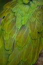 Green military macaw Ara militaris