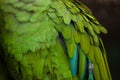 Green military macaw Ara militaris