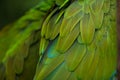 Green military macaw Ara militaris