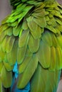 Green military macaw Ara militaris