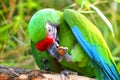 Green military macaw eating nuts