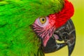 Green Military Macaw Parrot Feathers Royalty Free Stock Photo