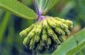 Green Milkweed 39173