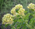 Green Milkweed flowers