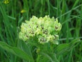 Green Milkweed or green antelopehorn bloom with grass in background