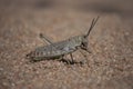 Green Milkweed Locust Phymateus viridipes