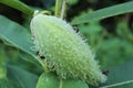 Green milkweed seed pod in early fall