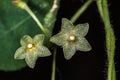 Green Milkweed Vine