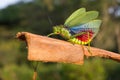 Green Milkwood Locust, or African Bush Grasshopper Royalty Free Stock Photo