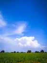 Green millet plants field and bright blue sky Royalty Free Stock Photo