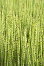 Green - mini moso Bamboo bonsai garden plant Royalty Free Stock Photo