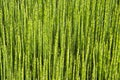 Green - mini moso Bamboo bonsai garden plant Royalty Free Stock Photo