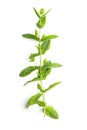 Green mint branch