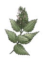green mint branch with leaves and flowers isolated
