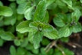 green mint close up growing Royalty Free Stock Photo