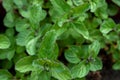 green mint close up growing Royalty Free Stock Photo