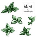 Green mint drawn in ink cut out on a white background. Vector hand drawn botanical illustration