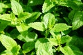 Green mint in the field close detail group of natural leaves