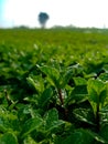 Green mint field view, close up green mint leaves Royalty Free Stock Photo