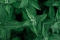 green mint growing in the garden.