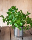 Green mint growing in a metal jar on a wooden table close up Royalty Free Stock Photo