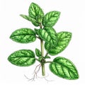 Green Mint Herb Plant Botanical Illustration Royalty Free Stock Photo