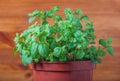 Green mint houseplant with dew drops growing in a pot on a brown wooden background. Close-up Royalty Free Stock Photo