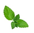 Green mint Leaf