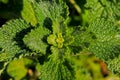 White horehound, plant leaf close-up Royalty Free Stock Photo