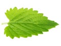 Green mint leave on white background