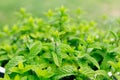 Green Mint leaves background. Spearmint growing in a plant pot in a herb home garden. Tea ingredient. Ecology organic Royalty Free Stock Photo