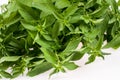 Green mint leaves Royalty Free Stock Photo